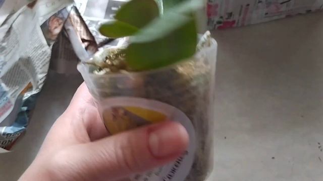 Получение орхидеи Green Dancer. ??? смотреть онлайн