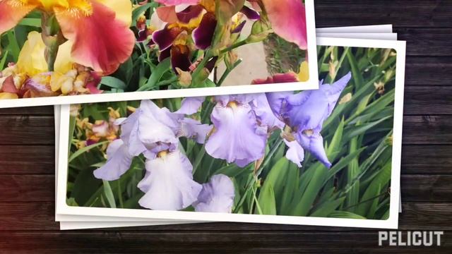 Виды Ирисов. смотреть онлайн