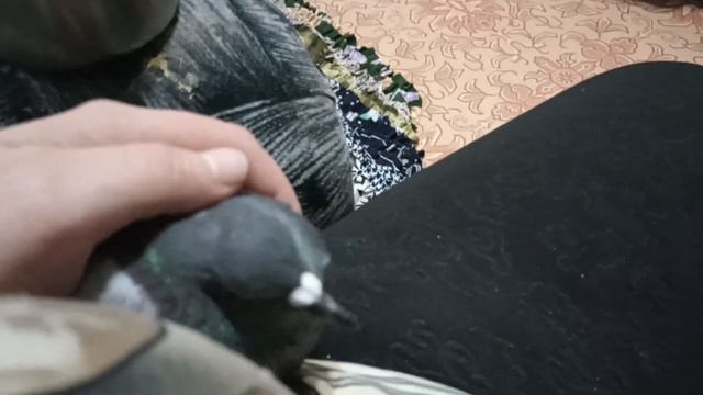 Орёл заболел. Вертячка смотреть онлайн