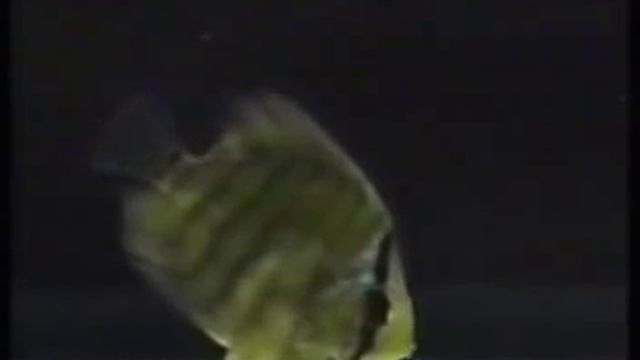 Аквариум, болезни рыбок. Часть 3. смотреть онлайн