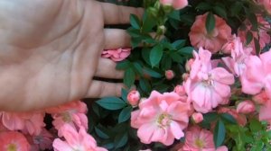 Японские розы. Ferdy (Ферди)