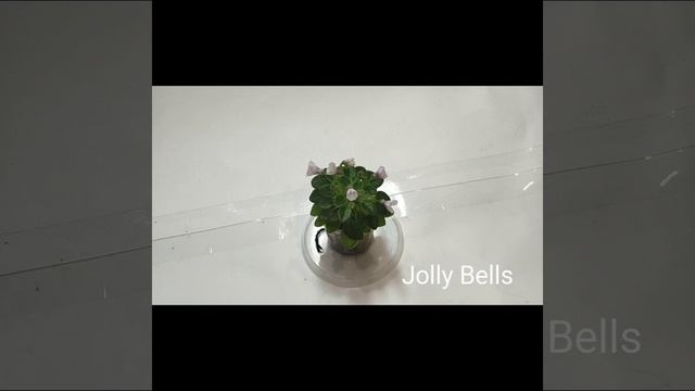 Dresden Doll, Jolly Bells,Jolly Fireball,Macs White Water. смотреть онлайн