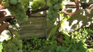 Неукрывной виноград К-799