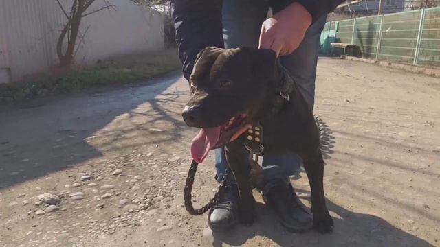 ТЯГОВЫЙ ОШЕЙНИК / PRIDE смотреть онлайн