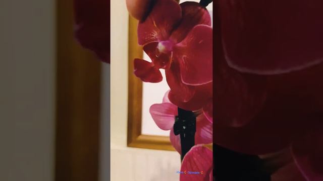 Инна🌷 Орхидеи 🌷 смотреть онлайн