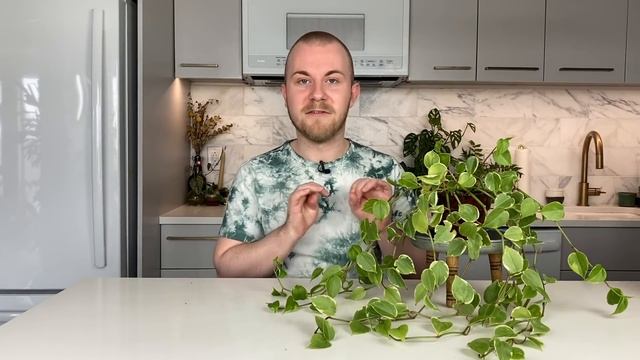 How To Care For Peperomia scandens "Variegata" | Plant Of The Week Ep. 39 смотреть онлайн
