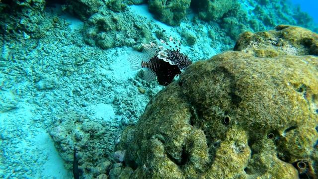 Крылатка или рыба Лев (Lion fish). Рыба-зебра (Pterois volitans). Мальдивы. смотреть онлайн
