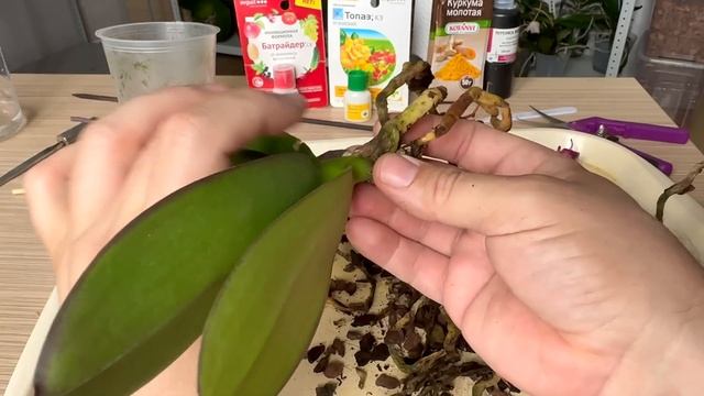 новая орхидея БЕЗ КОРНЕЙ // три ЛУЧШИХ варианта нарастить корни орхидее смотреть онлайн