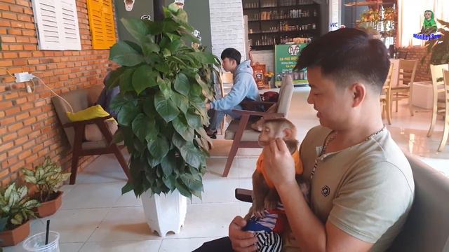 The owner of Monkey friendly restaurant Sam & Asher Jr смотреть онлайн