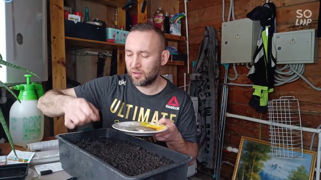 Сею на рассаду сладкий и острый перец. смотреть онлайн