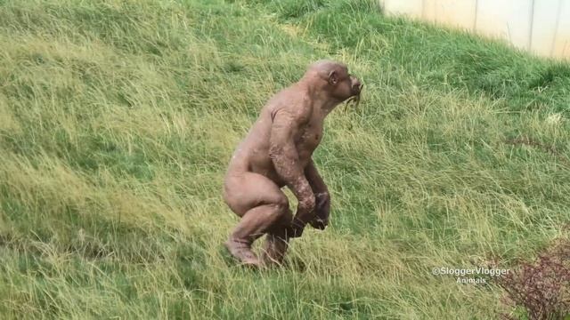 The Hairless Chimpanzee Jambo смотреть онлайн