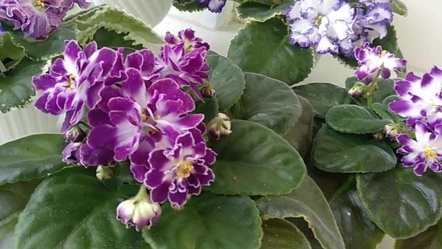 ФИАЛКИ с пышным цветением. Обзор сортов.