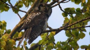 Дикая природа Скандинавии Норвегия