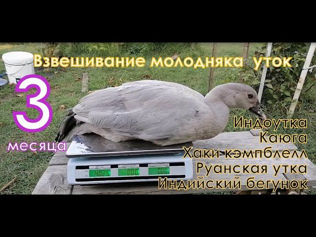 Руанские утки, каюга, хаки кэмпбелл, индийский бегунок, индоутки, обзор и вес в 3 месяца. смотреть онлайн