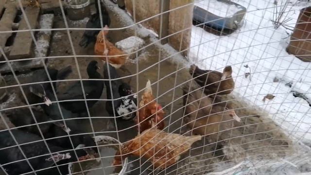 Индоутки зимой.Содержание уток в теплице.Поздние утята.Дикие утки. смотреть онлайн
