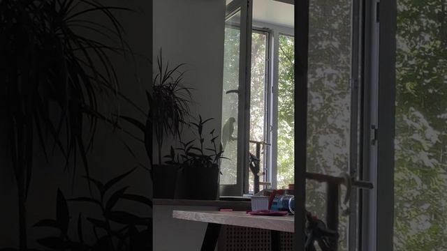 Ожереловый попугай поёт смотреть онлайн