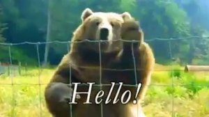Медведь говорит привет