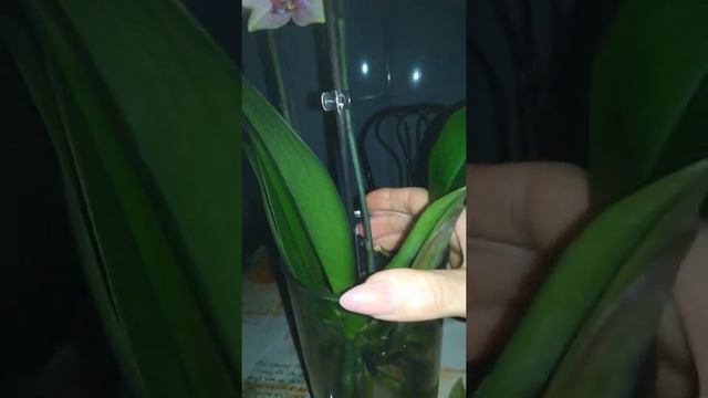 Спасение орхидеи. Часть 2 смотреть онлайн