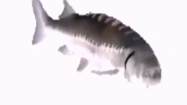 Чтобы посмотреть важное видео надо подождать смотреть онлайн