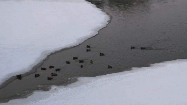 Кряквы на реке 27 ноября смотреть онлайн