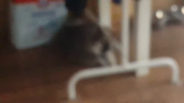 #шпиц БОСС "Ну я ещё не совсем понял что лаю " смотреть онлайн