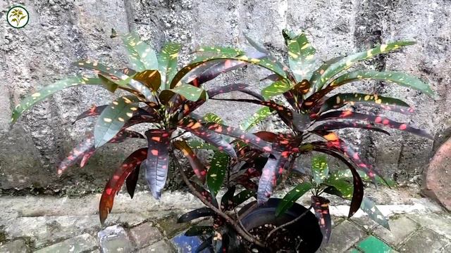 TANAMAN HIAS || TANAMAN PURING || CROTON PLANT смотреть онлайн
