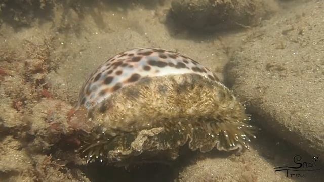Cypraea tigris - Tiger Cowry смотреть онлайн