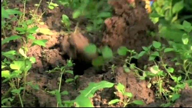 Борьба с проволочником смотреть онлайн
