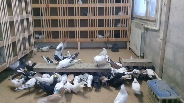 1.03.18г.АСД фракция 2 для голубей! смотреть онлайн