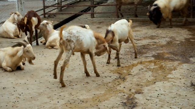 Тигровый зоопарк. Сирача. Зоопарк в паттайе. Паттайя 2018