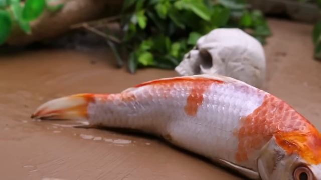Stop Motion In Mud Survival - Koi fish lay golden eggs - Colorful Koi Fish - Primitive Cooking CoC смотреть онлайн
