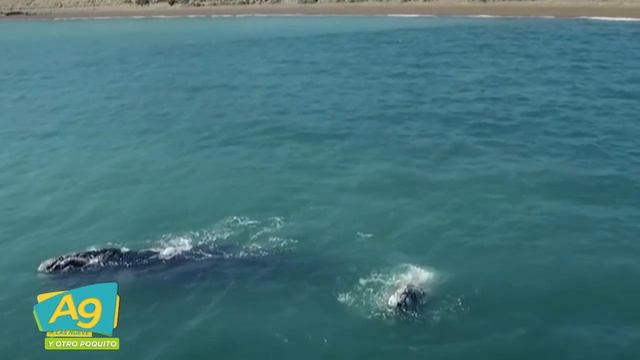 A Las 9 INVESTIGADOR RODOLFO GARRIDO NOS CUENTA ACERCA DE 