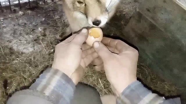 114. Дикая, лесная лиса Маркиза, дневник приручения дикой лисы, приучаем кормить с двух рук. смотреть онлайн