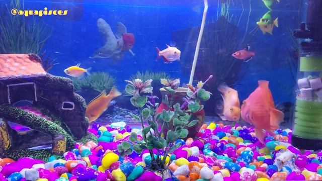 Parrot Fish Cute Fights And Tantrums #parrotfish