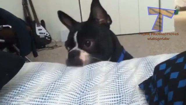 Милые собаки будят своих хозяев.Cute Dogs Waking Up Owners   Funny Dog Compilation