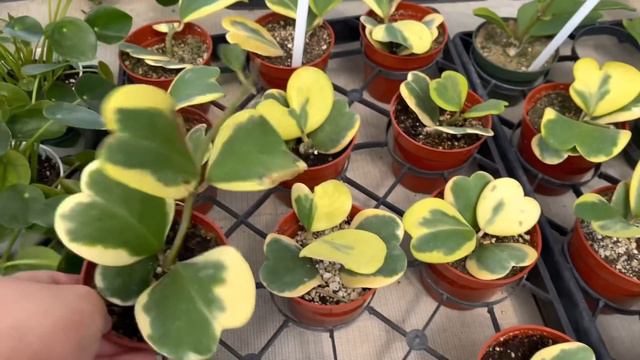 Because I’m Only Human - “Plant Shopping” We Go смотреть онлайн