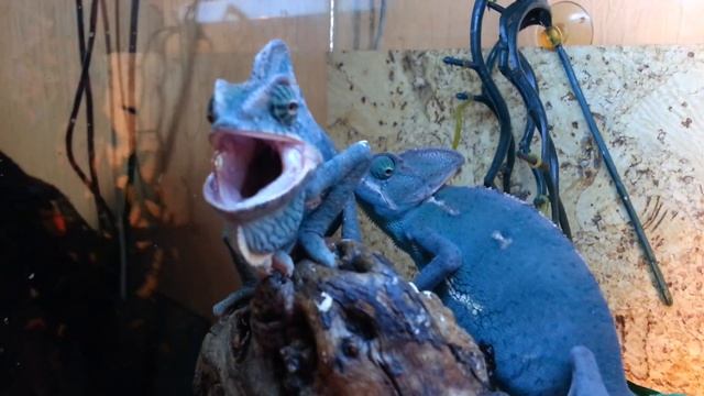 Новые жильцы нашего террариума - хамелеоны смотреть онлайн