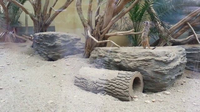 Вена. Шёнбрунн. Зоопарк. Сурикаты. смотреть онлайн