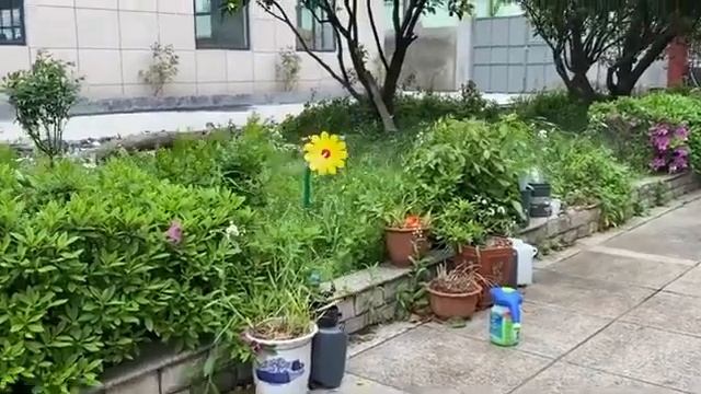 Funny Garden Sun Flower Dancing Daisy Yard Lawn Sprinkler смотреть онлайн