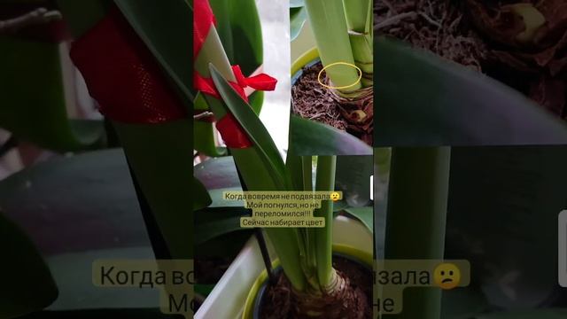 Амариллис подвязывай вовремя! My Amaryllis broke смотреть онлайн