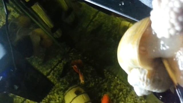 Ампулярия делает  кладку