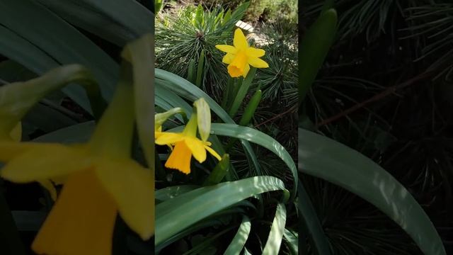 Odessa cats. Одеські кішки. смотреть онлайн