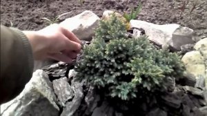 Можжевельник чешуйчатый Blue Star.  Описание.