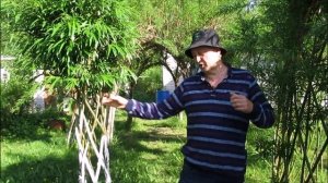 PAVIVA Плетёное дерево из ивы в ромб, советы и уход после посадки и через несколько лет.