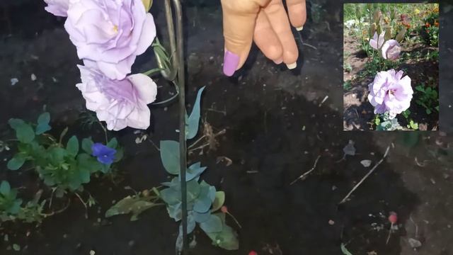 Эустома 2021! :) смотреть онлайн