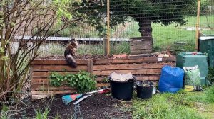 Аксель Франк, 10 лет в Австрии. Что не так?