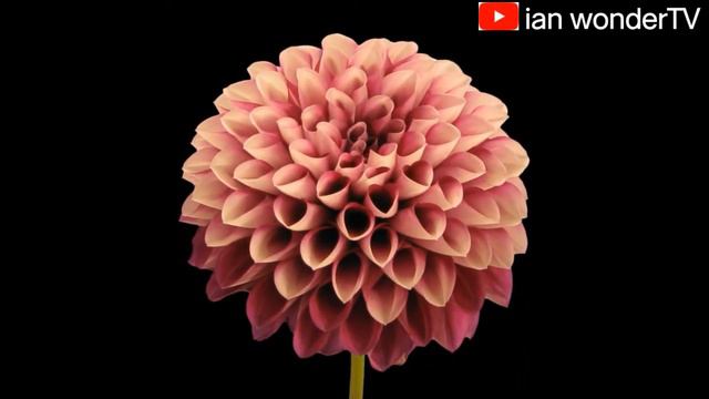 Timelapse of Flower Blossom || Compilation of Timelapse Flower Blossom смотреть онлайн