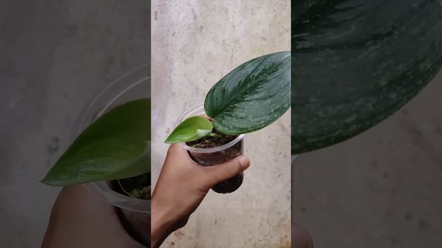 Scindapsus Treubii Moonlight Variegata Mint (Silver)