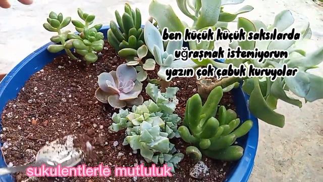 Echeveria sedum krassula sukulentlerimi minik saksılardan kurtarıyoruz 🤗 смотреть онлайн