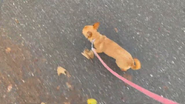 Утренние прогулки, вечерние пробежки чихуахуа #amydog смотреть онлайн